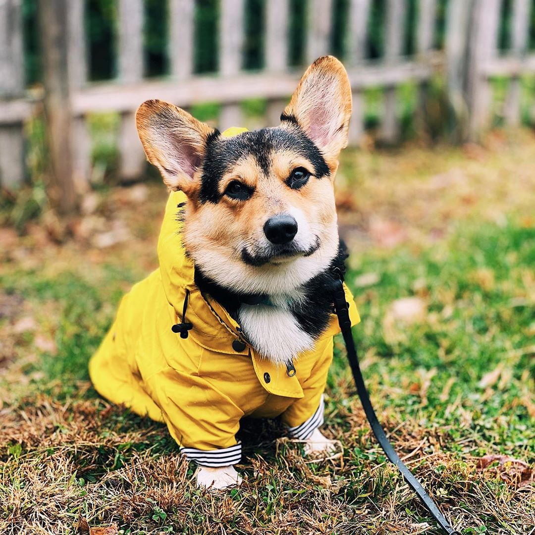 Keep Your Pets Stylish and Dry with the Tide Brand Windproof Jacket