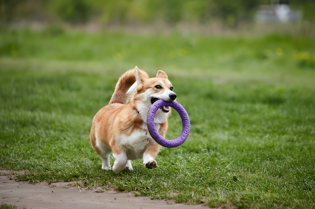 Fun and Engaging Toys for Every Pet