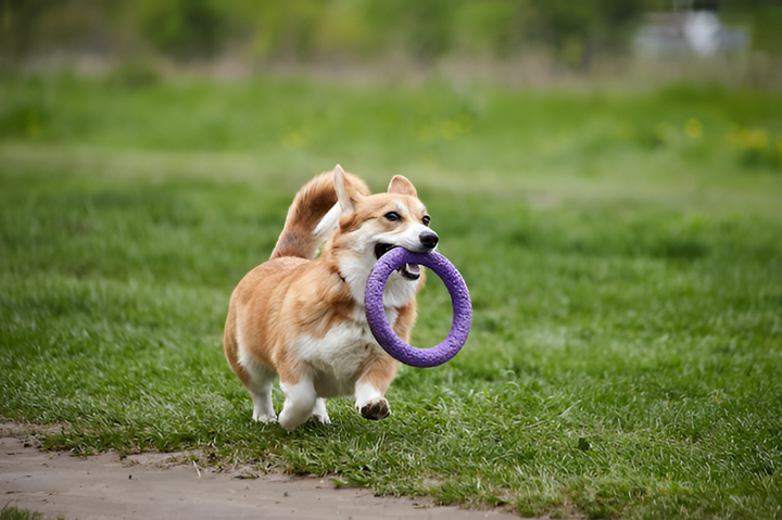 Fun and Engaging Toys for Every Pet