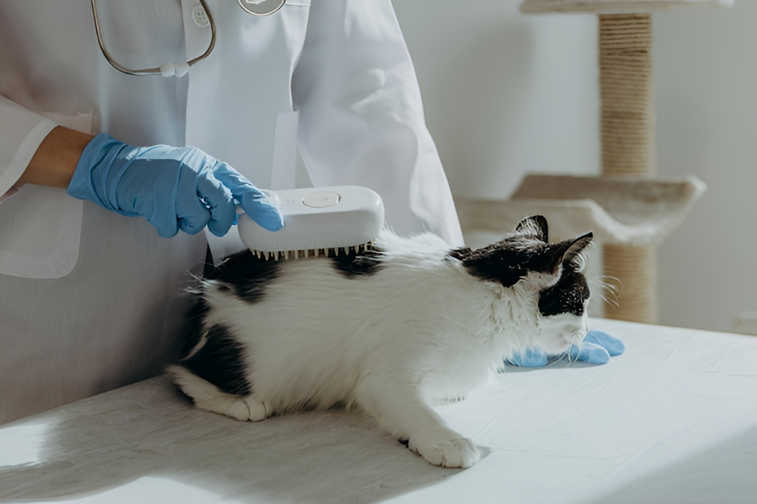 Essential Grooming Tools for a Healthy Pet