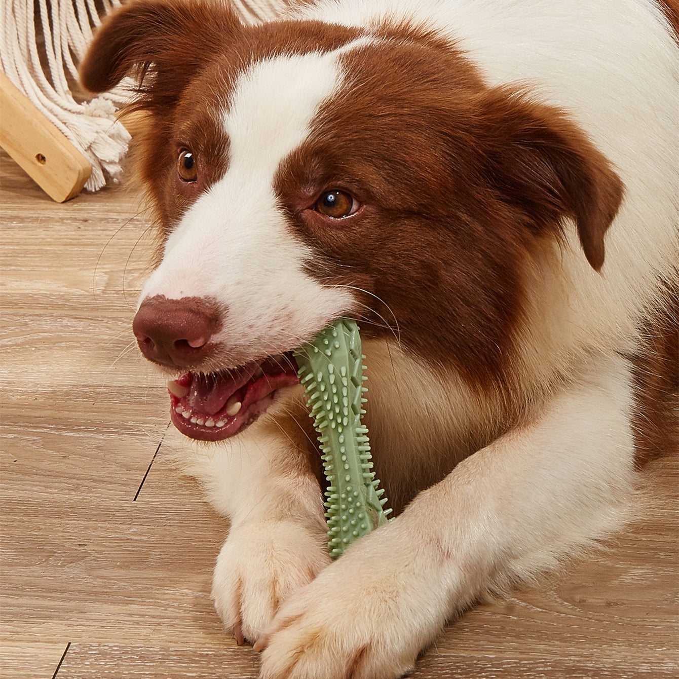 Teeth Cleaning Chew Toys For Pets