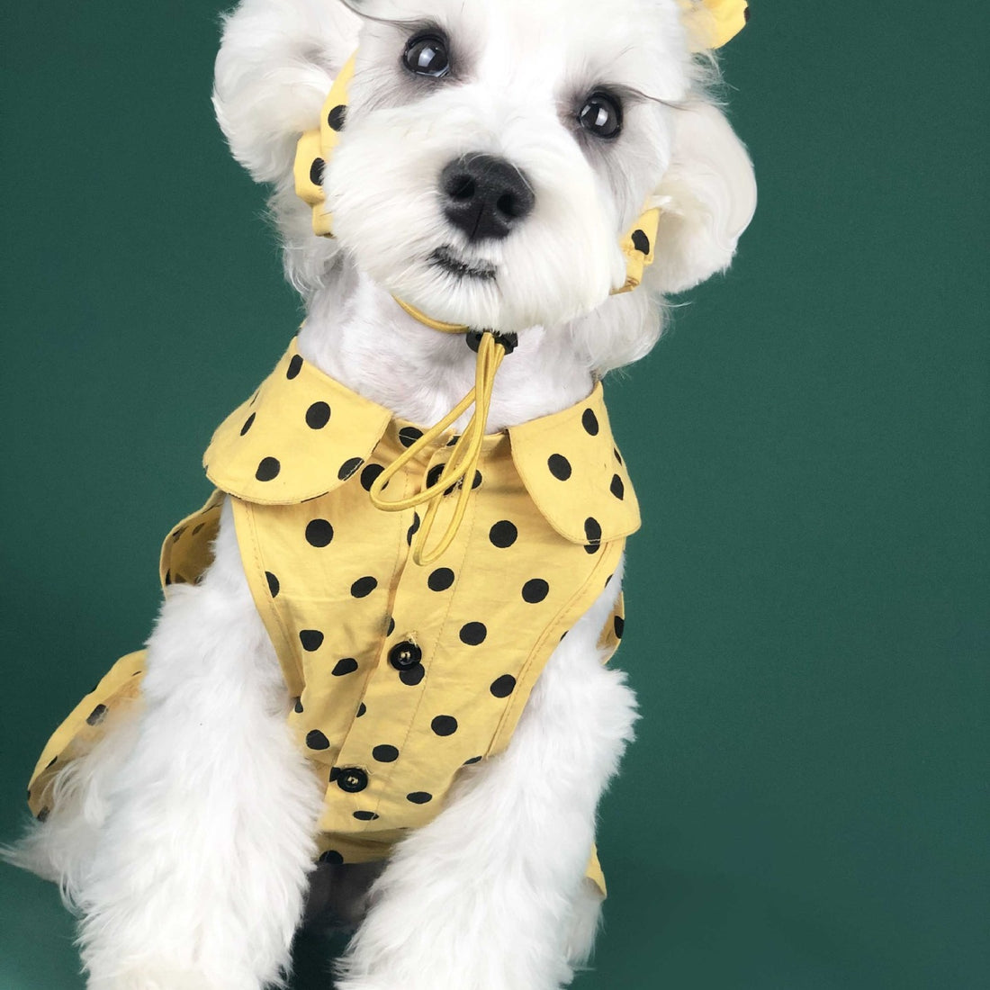 Lightweight Summer Pet Outfit