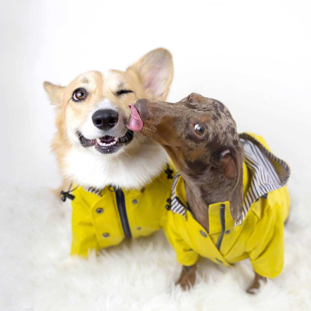 Tide Brand Windproof Jacket For Pets