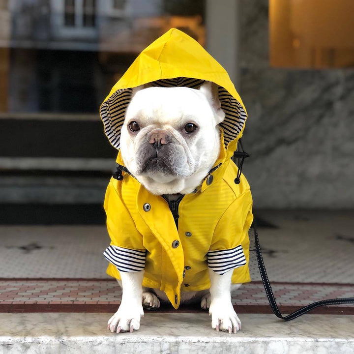 Tide Brand Windproof Jacket For Pets