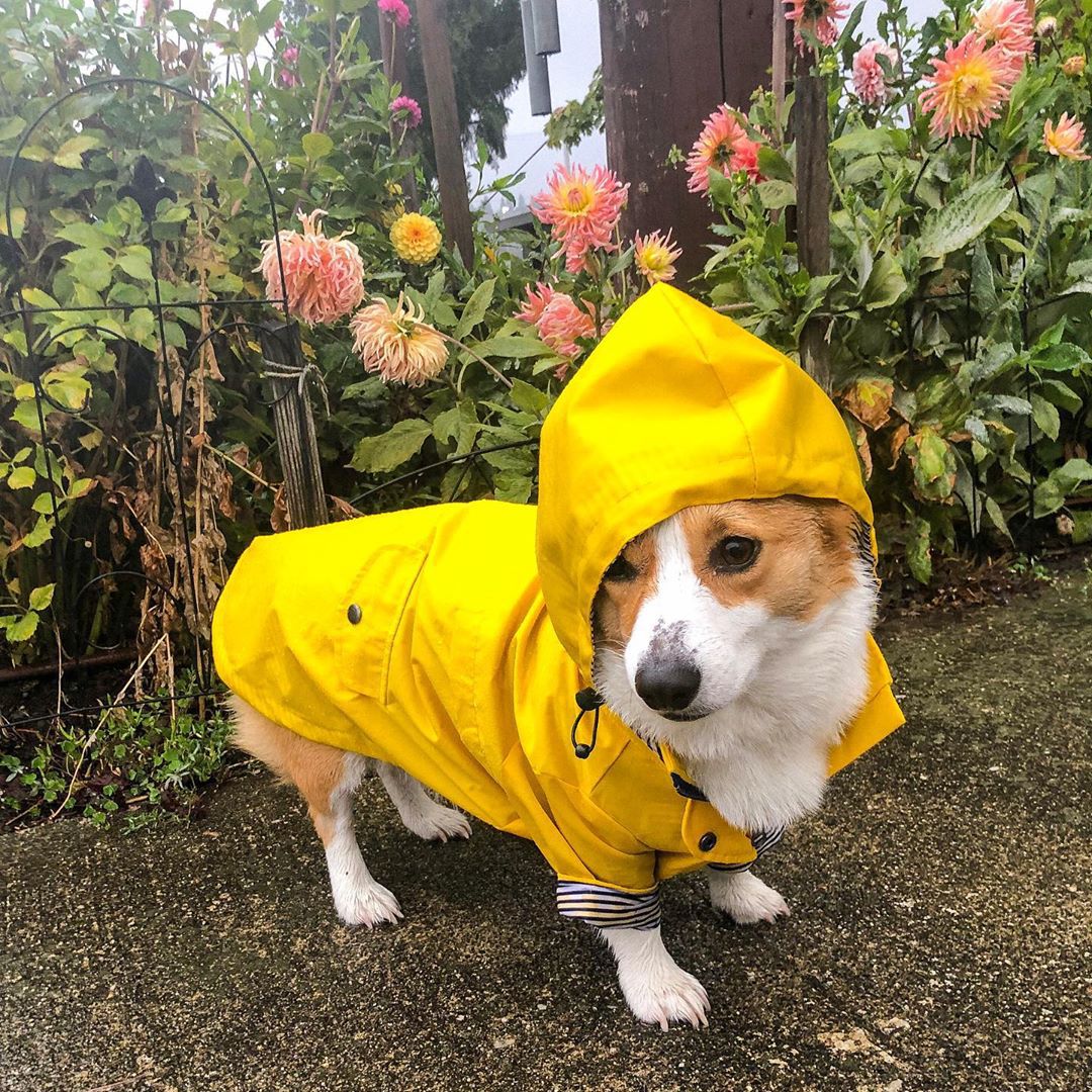 Tide Brand Windproof Jacket For Pets