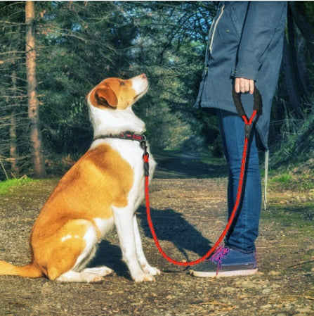 Nylon Training Leash Rope for Pet